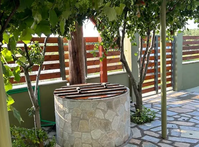 Olive * Agios Mamas (Chalkidiki)