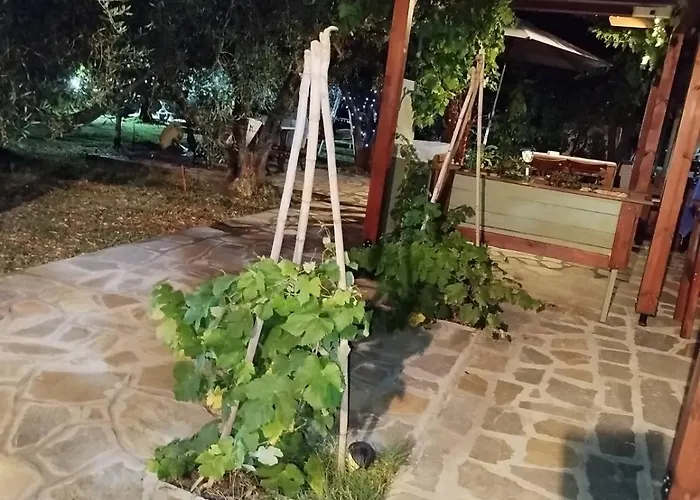 Olive * Agios Mamas (Chalkidiki)