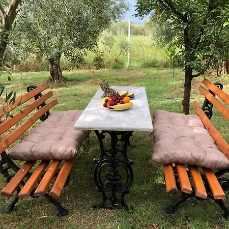 Olive Case de vacanță *